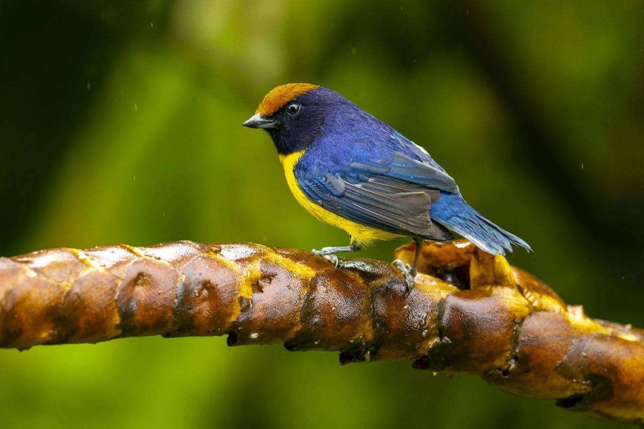 Birds & Breakfast Costa Rica La Tigra (San Carlos) Exterior foto