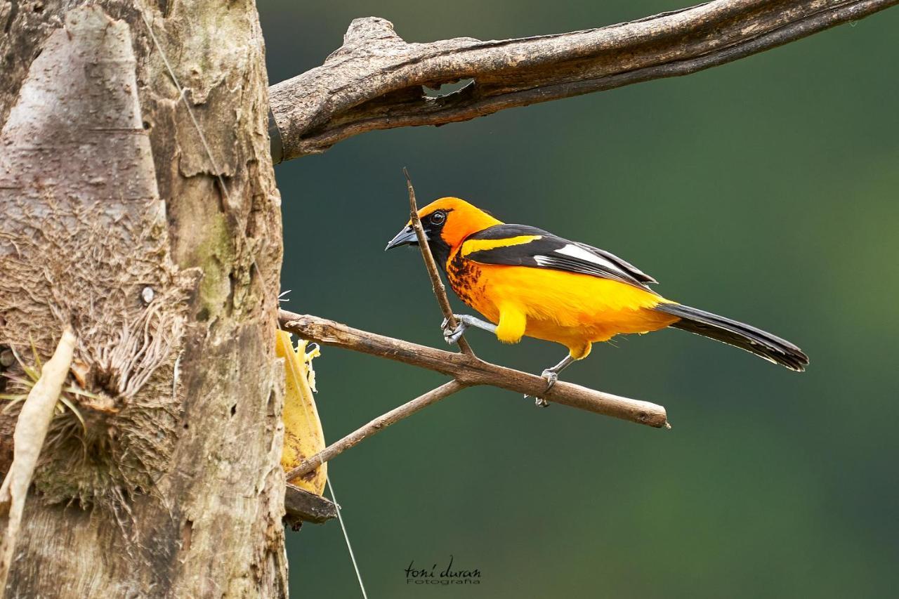 Birds & Breakfast Costa Rica La Tigra (San Carlos) Exterior foto