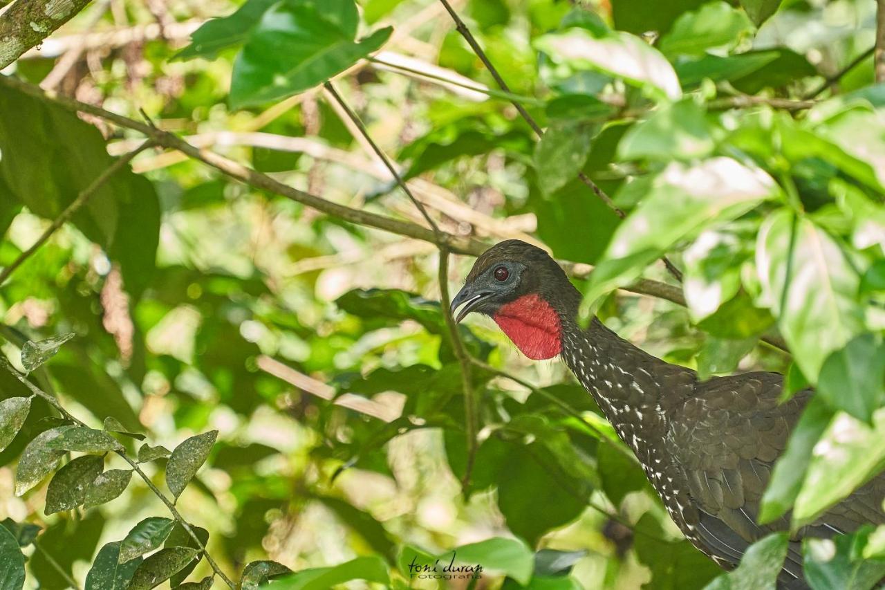 Birds & Breakfast Costa Rica La Tigra (San Carlos) Exterior foto