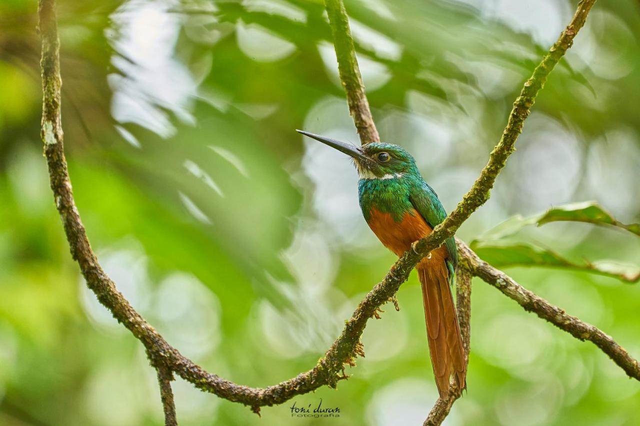 Birds & Breakfast Costa Rica La Tigra (San Carlos) Exterior foto