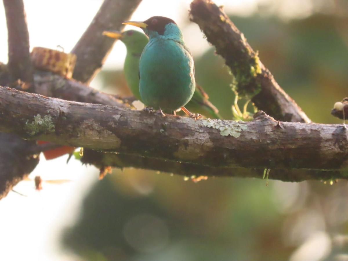 Birds & Breakfast Costa Rica La Tigra (San Carlos) Exterior foto