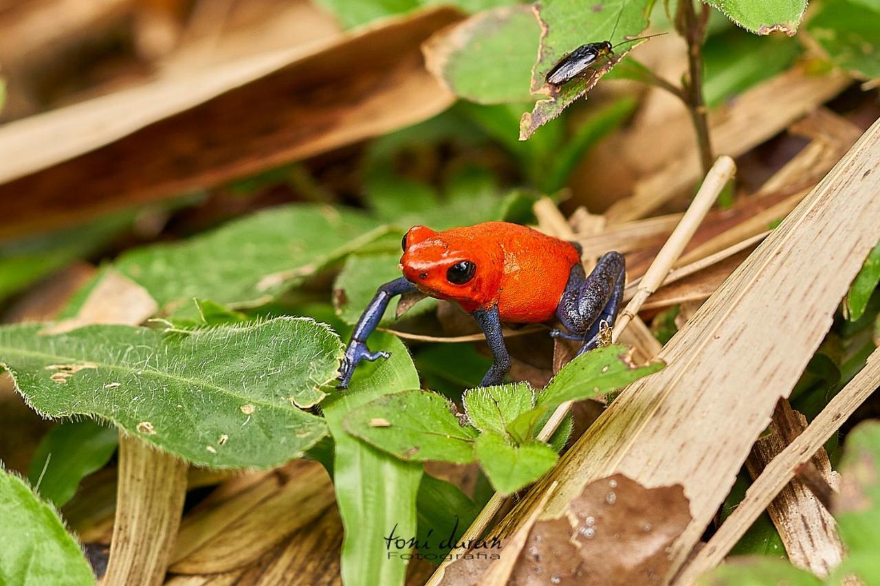 Birds & Breakfast Costa Rica La Tigra (San Carlos) Exterior foto