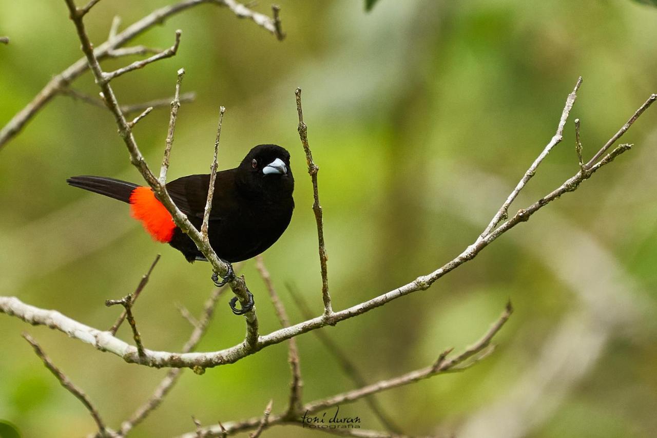 Birds & Breakfast Costa Rica La Tigra (San Carlos) Exterior foto