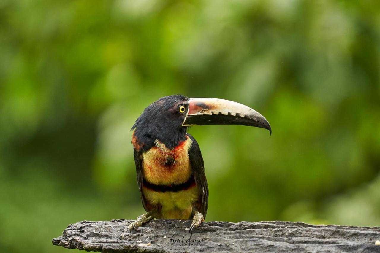 Birds & Breakfast Costa Rica La Tigra (San Carlos) Exterior foto