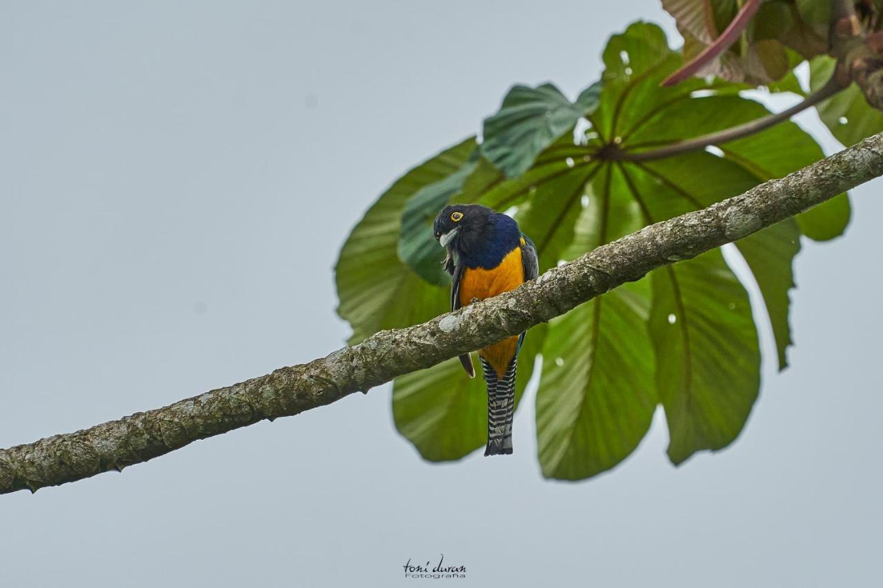 Birds & Breakfast Costa Rica La Tigra (San Carlos) Exterior foto