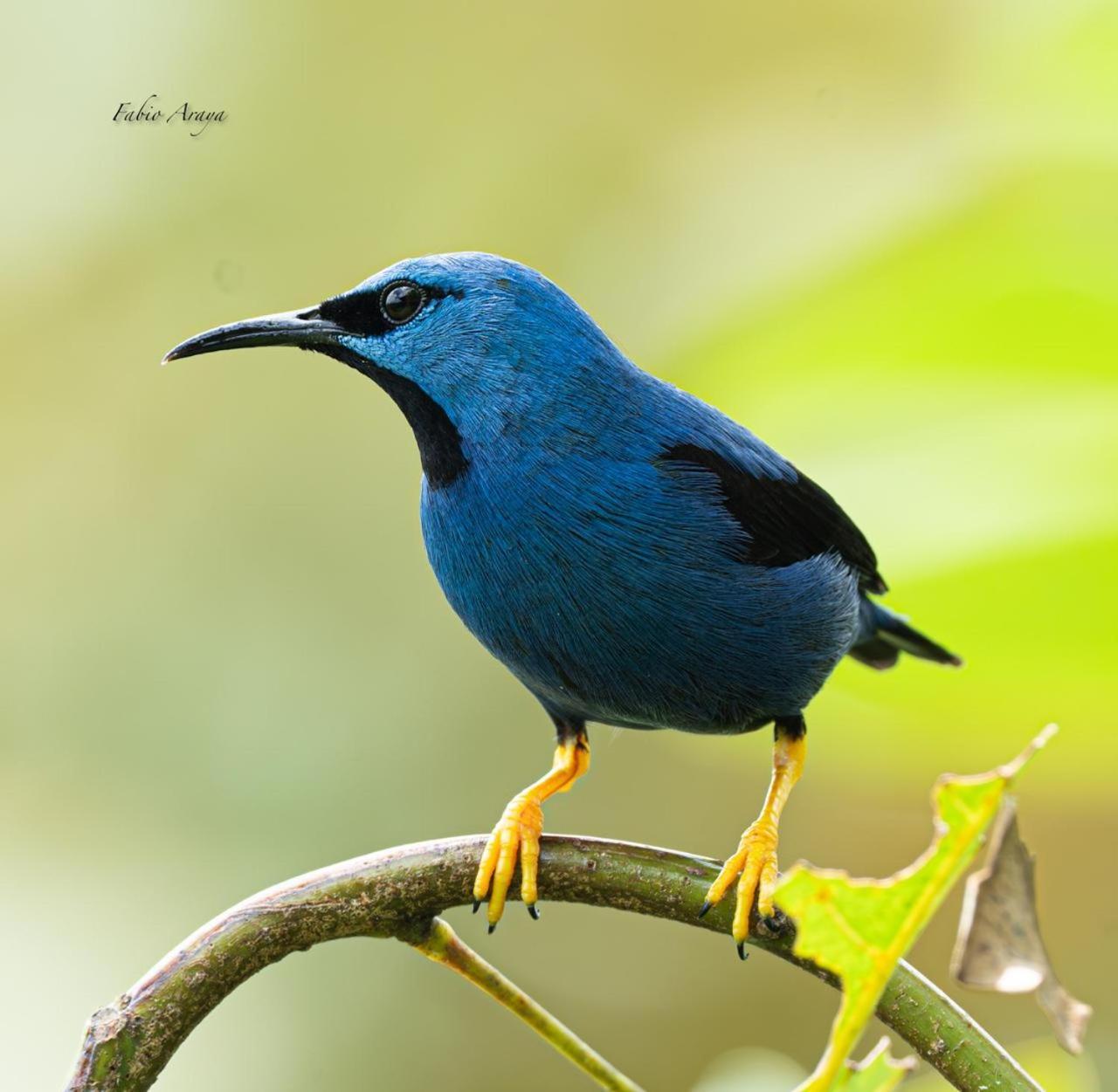 Birds & Breakfast Costa Rica La Tigra (San Carlos) Exterior foto